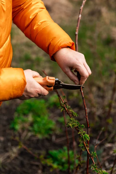 Vårbeskärning Trädgrenar Och Buskar Kvinnliga Händer Vita Handskar Med Orange — Stockfoto