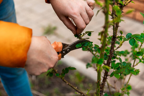 Spring pruning of tree branches and shrubs. Female hands in white gloves with an orange pruner cut branches.