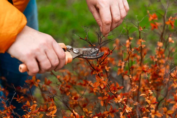 Spring pruning of tree branches and shrubs. Female hands in white gloves with an orange pruner cut branches.