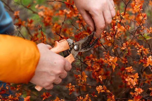 Vårbeskärning Trädgrenar Och Buskar Kvinnliga Händer Vita Handskar Med Orange — Stockfoto