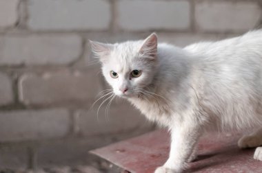 Tatlı, korkak, evsiz beyaz kedinin odak noktası dışarıdaki tuğla duvarın yanından bakıyor.