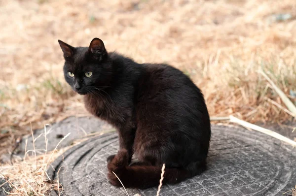 Niedlichen Schwarzen Katze Mit Sitzen Und Wegschauen Auf Metall Kanalschacht — Stockfoto