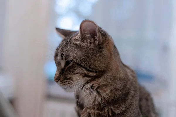 Ritratto Carino Strepped Tabby Gatto Guardando Lontano Casa — Foto Stock