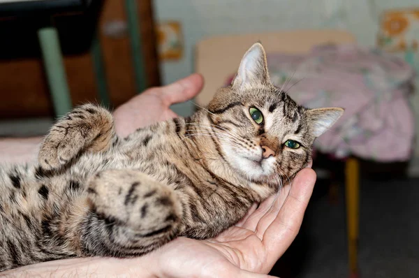 Vista Cortada Homem Segurando Mão Gato Listrado Marrom Tabby Com — Fotografia de Stock