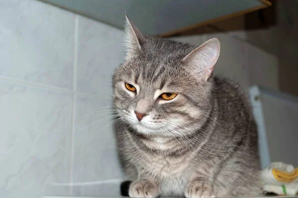 Carino Strepped Grigio Tabby Gatto Con Gli Occhi Arancioni Guardando — Foto Stock