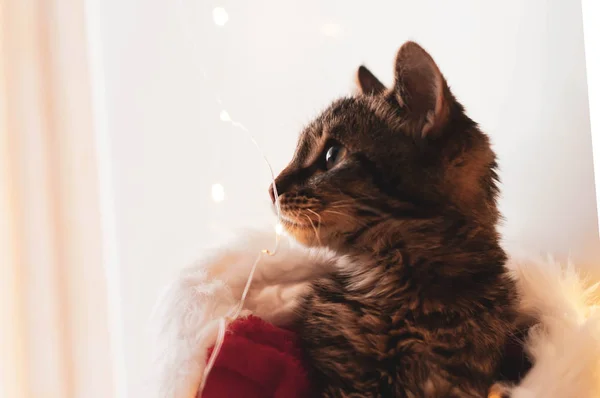 Mjuk Fokus Mynning Bedårande Tabby Katt Röd Och Vit Tomte — Stockfoto