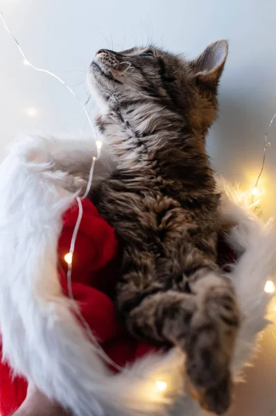 Μαλακή Εστίαση Των Χαριτωμένων Tabby Γατών Plaing Φώτα Χριστουγέννων Και — Φωτογραφία Αρχείου