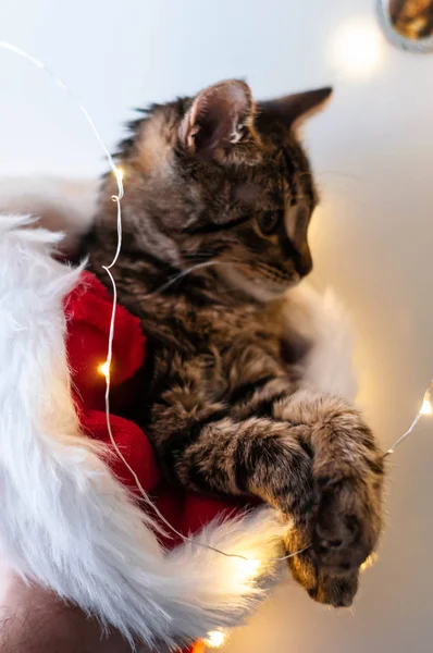 Selektiver Fokus Der Braunen Gestromten Katze Menschenhand Und Rot Weißer — Stockfoto