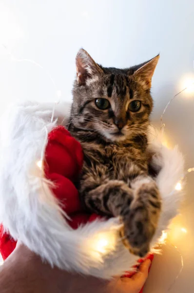 Soft Focus Tabby Cat Looking Camera Man Hands Red White — Stock Photo, Image