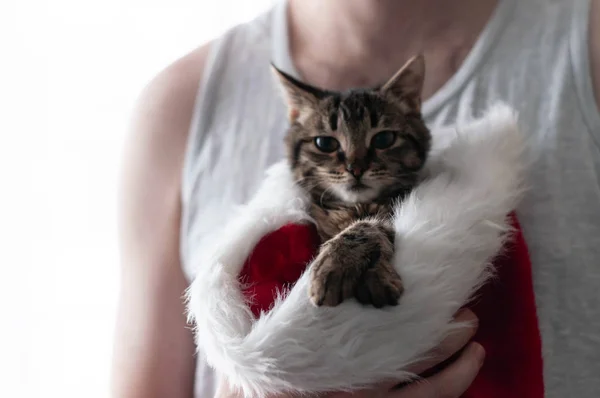 Beskärd Utsikt Över Mannen Som Håller Bedårande Tabby Katt Röd — Stockfoto