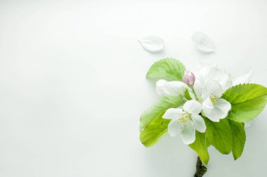 Beyaz arkaplanda elma çiçekleri, pembe düğme, yeşil yapraklar ve kopya alanı olan yaprakların yumuşak odağı