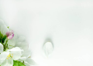 Çiçekleri, tomurcukları, yaprakları ve yaprakları beyaz yüzeyde çiçek açan elma dalının yumuşak odağı