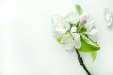 Çiçekler, düğmeler, yapraklar ve yapraklar beyaz arkaplanda çiçek açan elma dalının yumuşak odağı