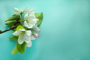 beyaz çiçekli dalın yumuşak odak noktası, pembe tomurcuk ve yeşil yapraklar mavi arkaplanda kopyalama alanı ile