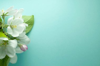 Mavi arkaplanda beyaz çiçekli, pembe tomurcuklu ve yeşil yapraklı dalların üst görünümü