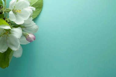 Beyaz çiçekli, pembe tomurcuklu ve yeşil yapraklı çiçek açan dalın mavi arkaplanda fotokopi alanı olan yumuşak odağı