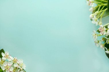 Solunda beyaz çiçekler, sağında mavi arka planda beyaz çiçekler olan taze dalların üst görünümü