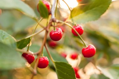 Kırmızı olgun kirazların yumuşak odağı ve dalın üzerinde yeşil yapraklar fotokopi alanı ile bulanık arkaplan