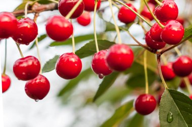 Kırmızı olgun kirazların yumuşak odağı damlacıklar ve yeşil yapraklarla bokeh etkisine sahip bulanık arka planda