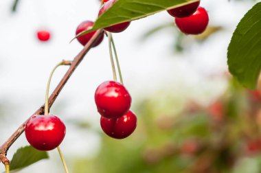 Kırmızı olgun kirazların yumuşak odak noktası. Damlacıklar ve yeşil yapraklar arkaplanda bulanık arkaplan önünde dalda.