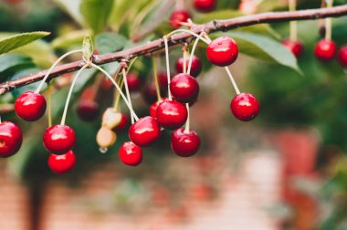 Çiyli kırmızı kirazların seçici odak noktası ve arkaplanda yeşil yapraklı yağmur damlaları