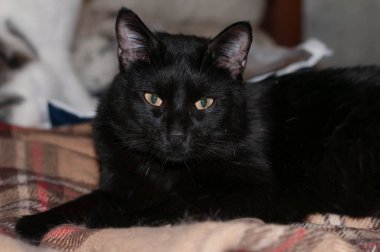 Evdeki kahverengi kareli battaniyeye bakan sevimli siyah kedinin yumuşak odağı.