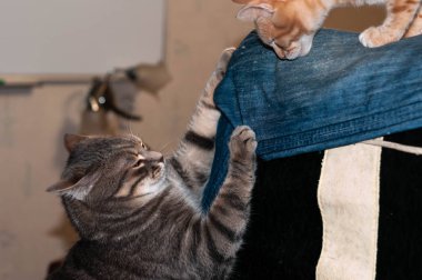 Sevimli gri tekir kedinin yan görüntüsü kapalı gözleri keskin pençeleri siyah sandalyeli, kurnaz kırmızı kedicik evde oynuyor.