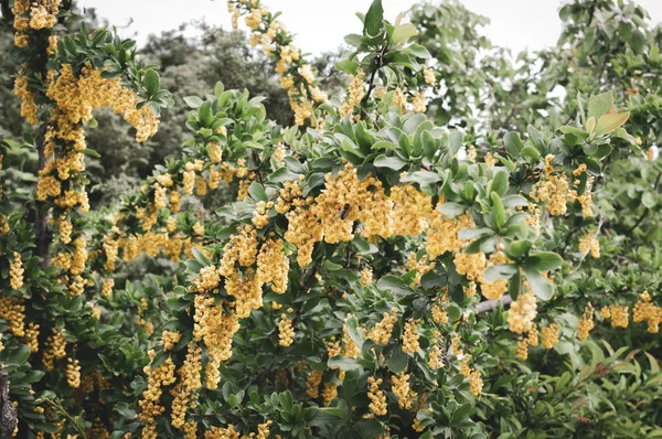 Foyer Doux Floraison Avec Des Buissons Fleurs Jaunes Dans Jardin — Photo