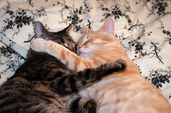 Mjuk Fokus Bedårande Bruna Och Röda Tabby Katter Som Ligger — Stockfoto