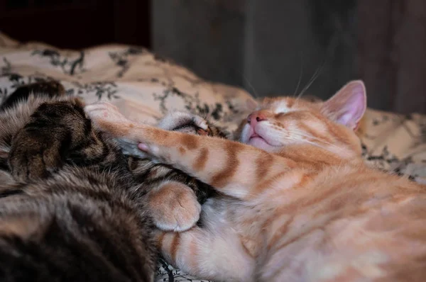 在家睡觉和抱着爪子的褐色和红色胖胖的猫选择性地集中注意力 — 图库照片
