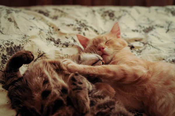 Zachte Focus Van Schattige Bruine Rode Tabby Katten Slapen Knuffelen — Stockfoto