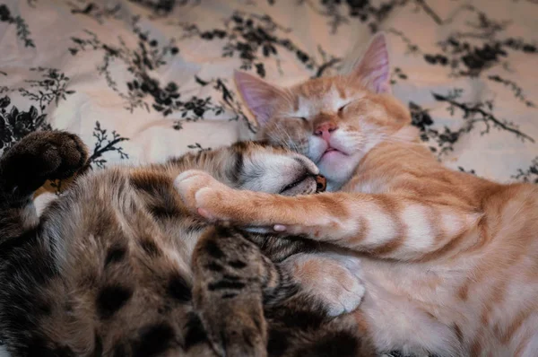 Foco Suave Gatos Bonitos Marrom Vermelho Tabby Deitado Dormindo Abraçando — Fotografia de Stock