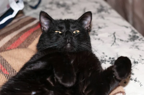Geniş Patileri Olan Siyah Kedinin Evdeki Kahverengi Battaniyeye Uzanmış Kameraya — Stok fotoğraf