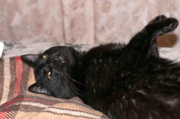 Pençelerini Uzatmış Evdeki Kahverengi Battaniyeye Bakan Kara Kedinin Yan Görüntüsü — Stok fotoğraf