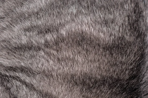 Red Stripped Cat Natural Fur Texture Backgroung Wallpaper — ストック写真