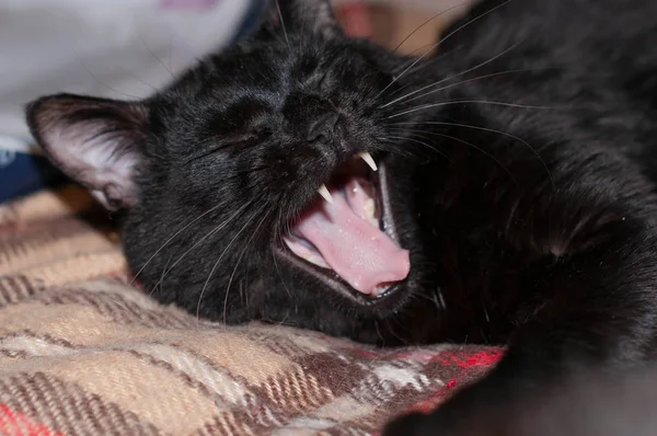 Foco Suave Gato Preto Bonito Com Pata Esticada Alongamento Bocejo — Fotografia de Stock