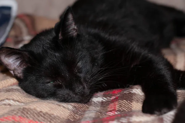 Foco Macio Gato Preto Bonito Com Pata Esticada Escorregando Cobertor — Fotografia de Stock