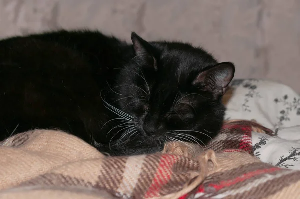 Weicher Fokus Der Niedlichen Schwarzen Katze Mit Weißem Schnurrbart Die — Stockfoto
