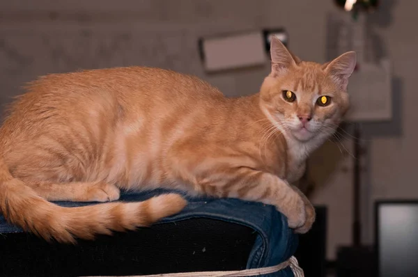 Side View Cute Ginger Tabby Cat Striped Paws Looking Camera — 스톡 사진