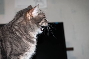 soft focus of adorable grey stripped cat with open mouth looking away in front of wall at home