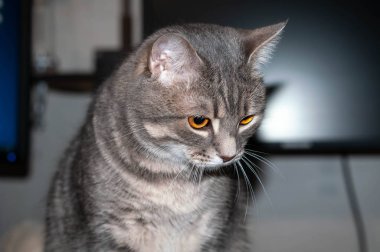 Gri çizgili kedi evde boş ekran ve duvarla bilgisayar monitörünün önüne bakıyor.