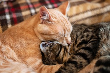 Ağızlıkların yumuşak odağı iki tatlı tekir kedi evde uyuyor ve ekose battaniyenin üzerinde sarılıyorlar.