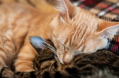 soft focus of muzzles cute tabby cats sleeping and hugging on brown blanket at home clipart