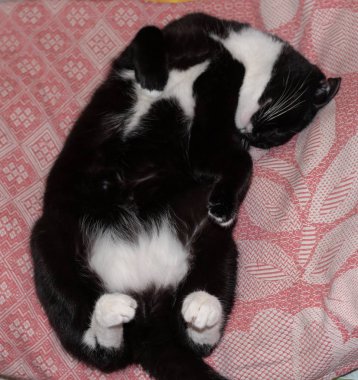 Evdeki pembe battaniyeye uzanmış sevimli siyah beyaz kedi.