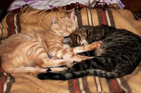 Мягкий Фокус Двух Очаровательных Сонных Кошек Обнимающих Лапами Плед Одеяло — стоковое фото