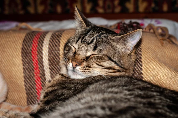 Soft Focus Marrone Tabby Carino Gatto Con Gli Occhi Chiusi — Foto Stock