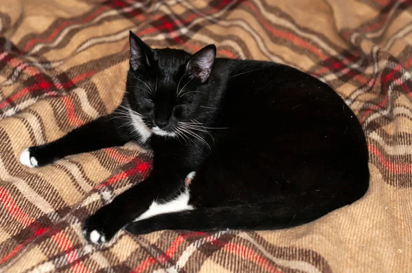 かわいい黒と白の猫は家で遊んだ茶色の毛布の上に延びた足で横たわっています — ストック写真