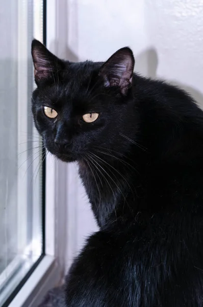 side view of cute black cat near white wall and window looking at camera at home