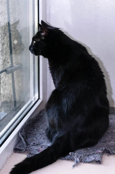 side view of cute black cat sitting on grey cloth near white wall and window looking away at home