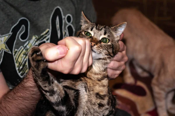 Soft Focus Man Hands Giving Medicament Cute Brown Tabby Cat — Stock Photo, Image